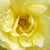 Galben - Trandafiri vechi de gradină - Rosa Harisonii